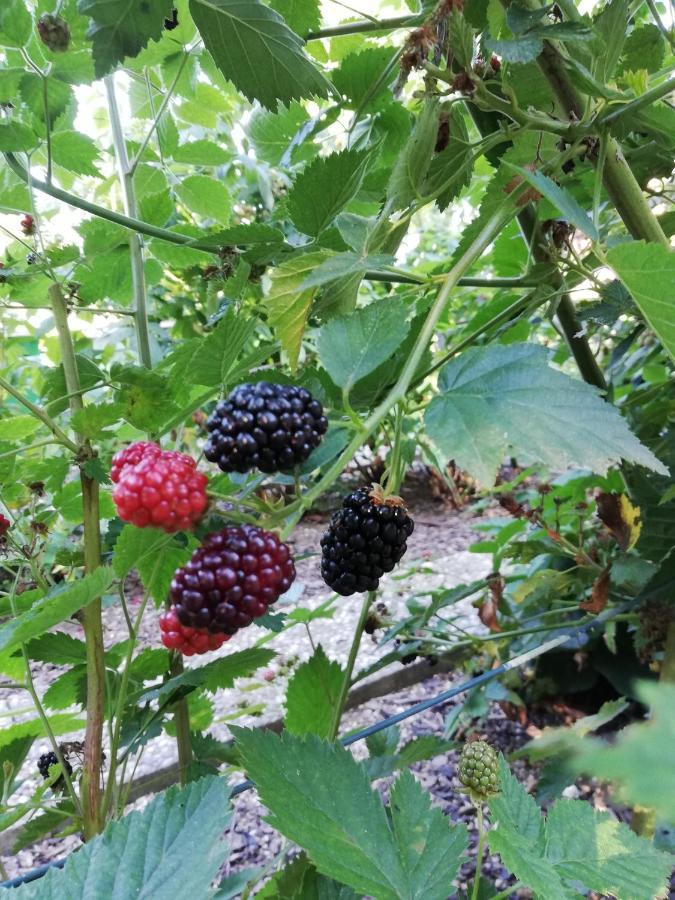 Einzigartige Naturoase Im Sueden Von Ingolstadt Brautlach Экстерьер фото